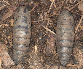 Pupae of the Poplar Hawkmoth, Laothoe populi. Orpington Field Club AGM, BEECHE, 10 March 2012.