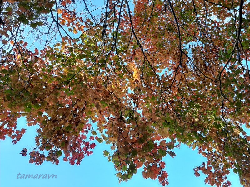 Клён ложнозибольдов (Acer pseudosieboldianum)