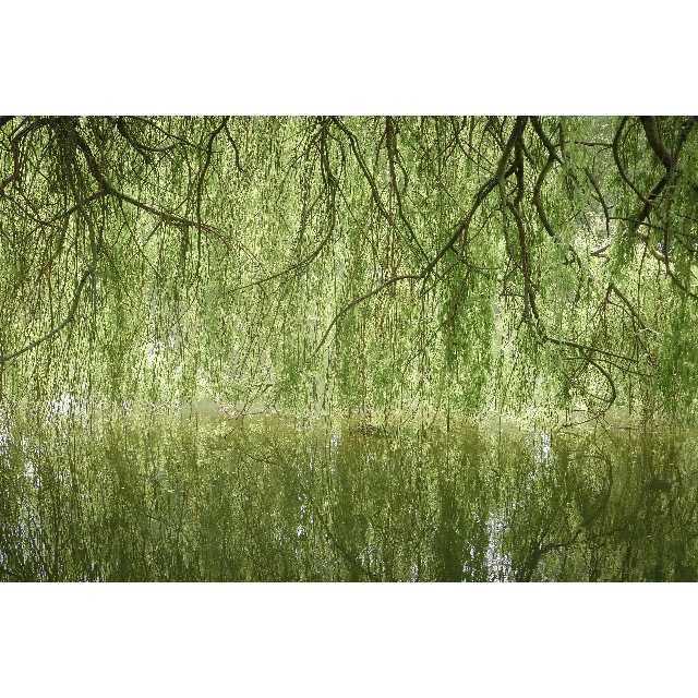 Greens and reflections in the water