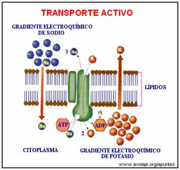 transporte activo