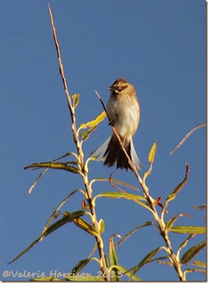 20-Reed-Bunting
