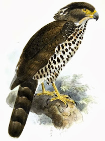 Águila culebrera del Congo Dryotriorchis spectabilis