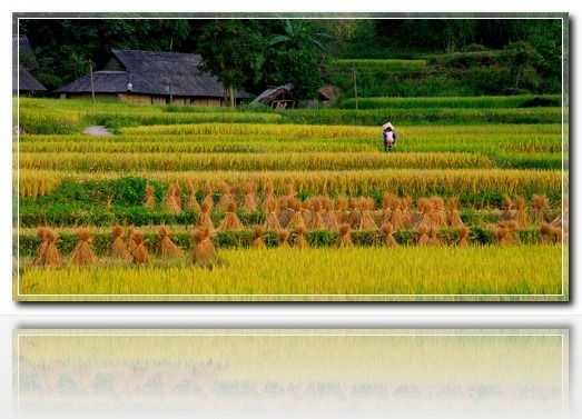 canh-dong-lao-cai