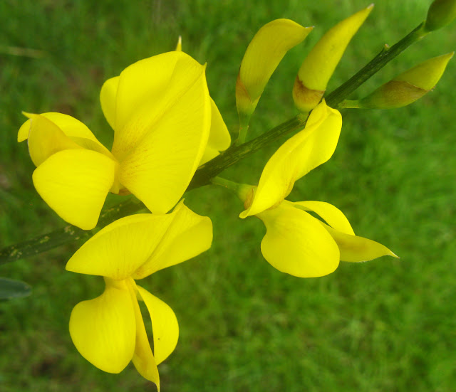 spanish broom flower