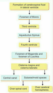 CSF, Circulation of Cerebrospinal fluid, Aas, Alfaaz-e-aas