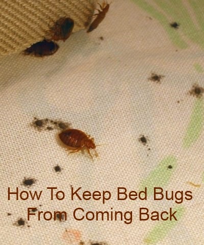 My Blog: How to Keep Bed Bugs from Coming Back!