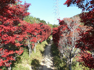 赤穂市にある雄鷹台山のドウダンツツジ　その25