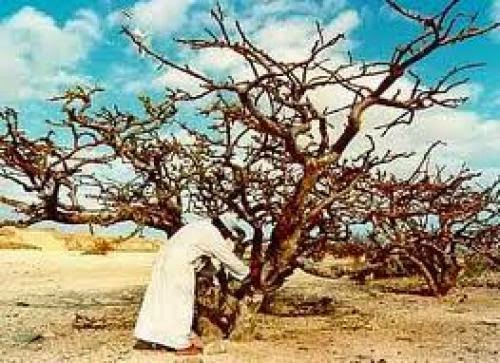 Myrrh Essential Oil