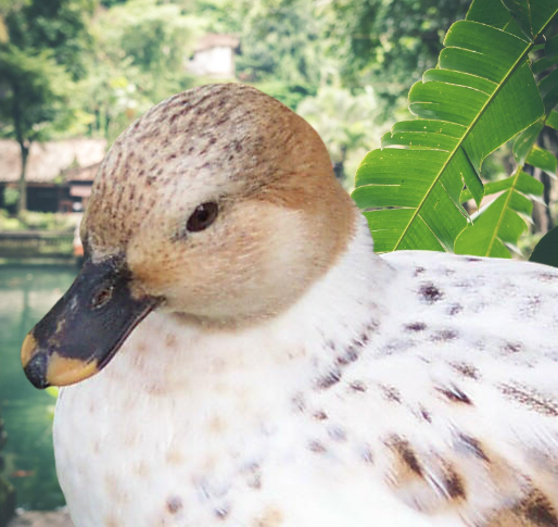 Snowy Call Ducks Male vs Female Difference