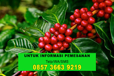 Harga Bibit Kopi Robusta Siap Tanam