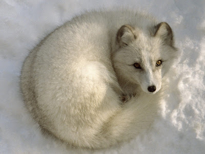 Arctic Fox Animal Wallpaper