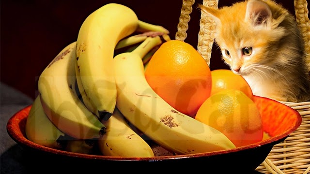 Can cats and dogs eat fruit