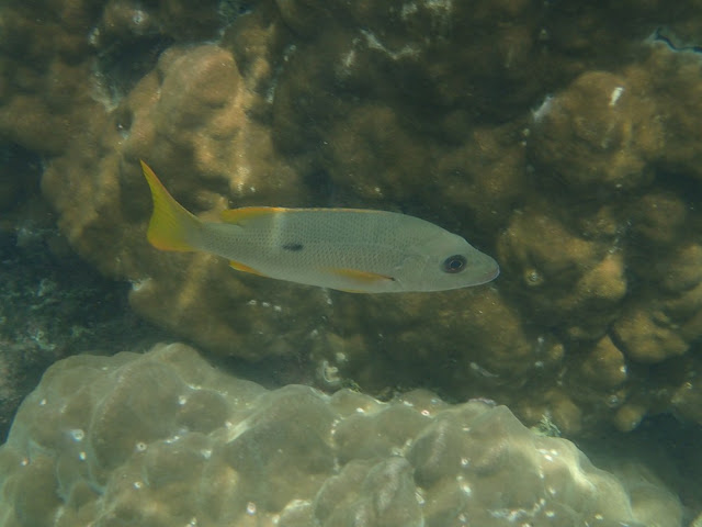 Lutjanus monostigma