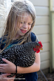 Ameraucana, Chicken, backyard, urban, farm, poultry, Eggs, Chickens, Americana chicken, chicks, kids, best, children, pets
