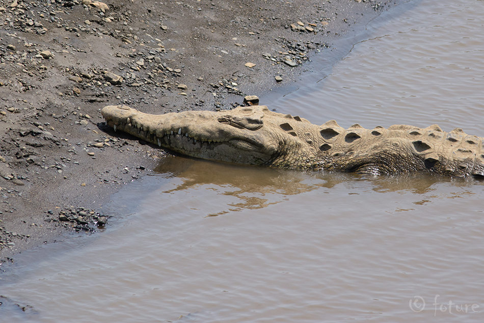 Ameerika krokodill, Crocodylus acutus, American crocodile