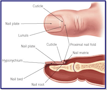 Nail Fungus On Fingernails