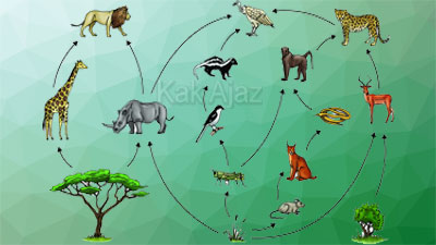 Pembahasan IPA SMP UN 2017 No. 26 - 30, rantai makanan, jaring-jaring makanan