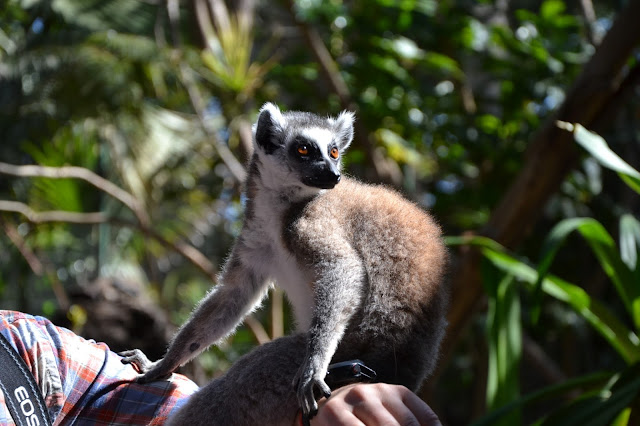 Fuerteventura -  Oasis Park