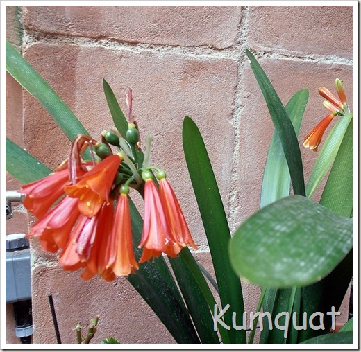 clivia 2