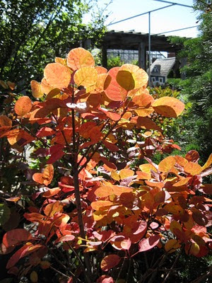 Golden Spirit smokebush fall color