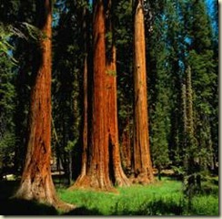 clip_image002