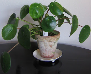 14 Lesser Known House plants which are virtually indestructible