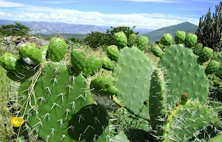 imagenes de la tuna