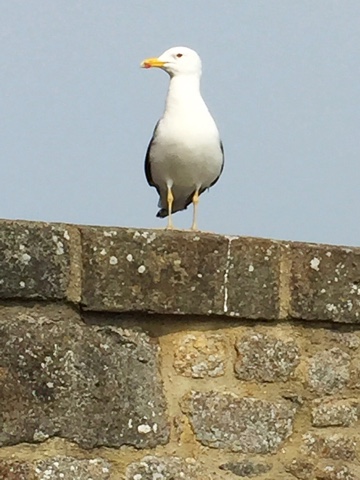 Début de la Bretagne