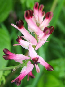 Fumaria officinalis or common fumitory