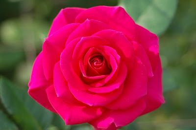 Dark Pink Rose Symbolizes