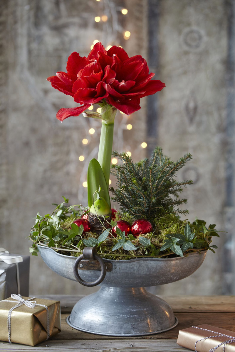 10 Best Christmas Plants to Decorate with