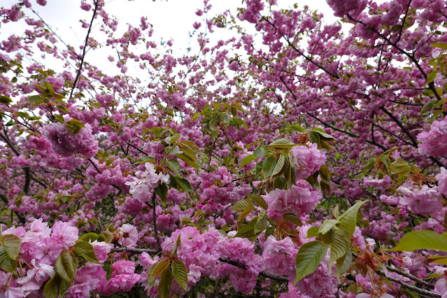 鳥取県西伯郡伯耆町小林 マウンテンストリームきしもと ヤエザクラ（八重桜）