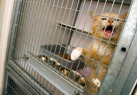 Orange cat crying in shelter cage