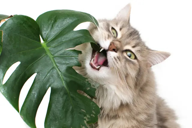 10-astuces-pour-empecher-votre-chat-dattaquer-vos-plantes