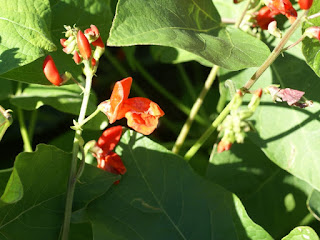 Phaseolus coccineus 'Scarlet runner bean' - Phaséole 