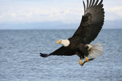 eagle pic