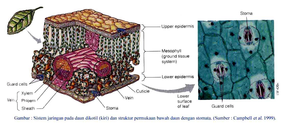 My data farmasi: EPIDERMIS DAN DERIVATNYA