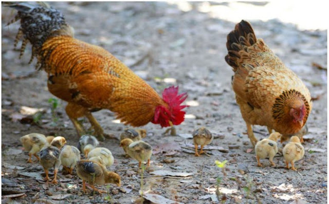Do Chickens Have to Mate to Lay Eggs?