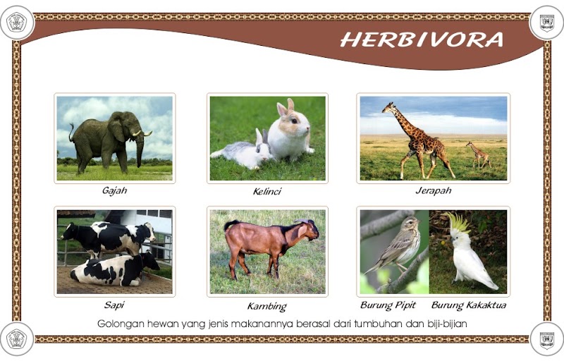 Trend 43+ Gambar Hewan Omnivora Herbivora Dan Karnivora