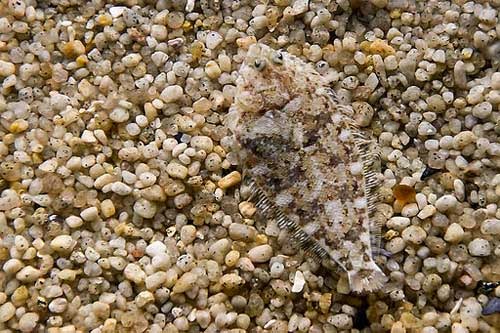 Kamuflase Stone flounder (Kareius bicoloratus)