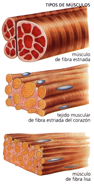 Tipos de fibras musculares cardiacas