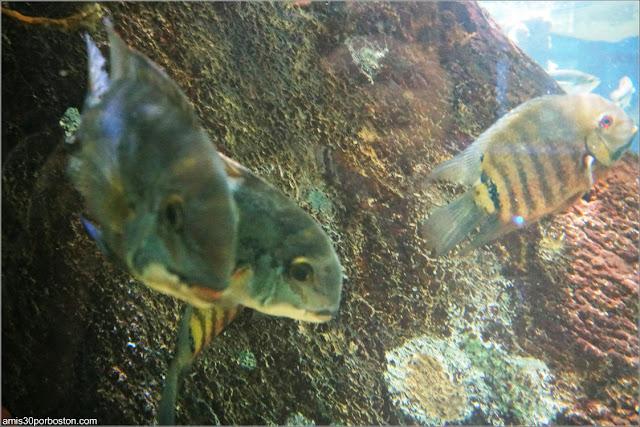 Exhibición del Río Amazonas en el Acuario de Boston