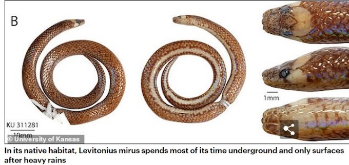 Scientists Discover Pencil-Sized Species Of Snake, Hiding In Plain Sight (Pics