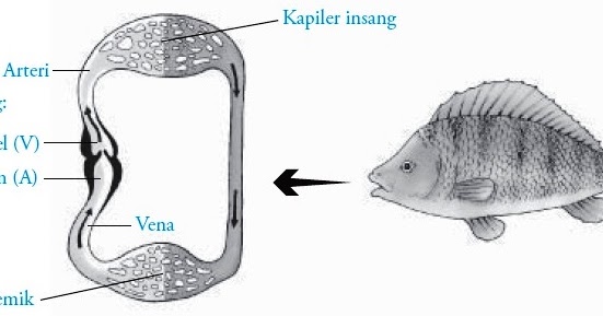 healty care SISTEM  PEREDARAN  DARAH  PADA HEWAN  VERTEBRATA 