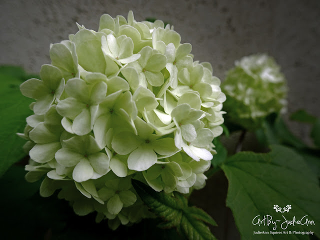 Snowball Bush Viburnum Macrocephalum