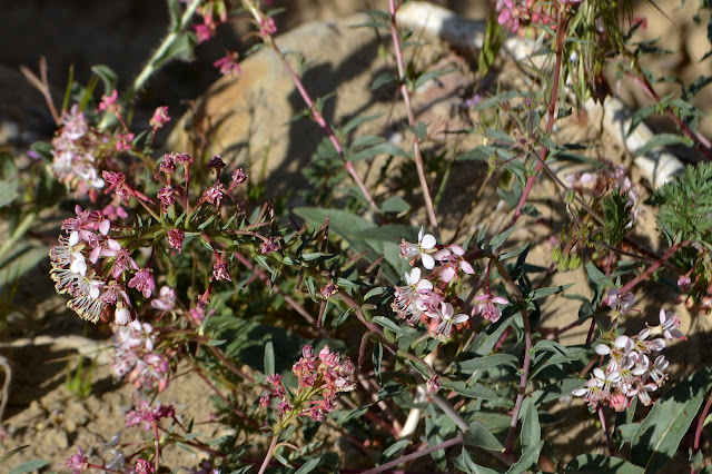 fireweed