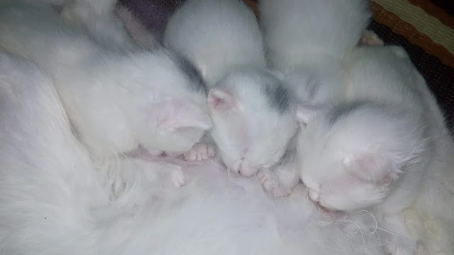 kitten,kittens,how to feed kittens,feeding kittens,how to look after a kitten,what to feed kittens,kitten care,how to feed a kitten,kitten lady,how to care for kittens,how to feed kittens without a mother,kitten mistake,feeding kitten,kitten (animal),how to litter train kittens,try not to laugh,how to get a sick kitten to eat,adopting a kitten,how to intoduce kitten to a cat,kitty,make sure your kitten stays hydrated.,cute kitten,kitten food