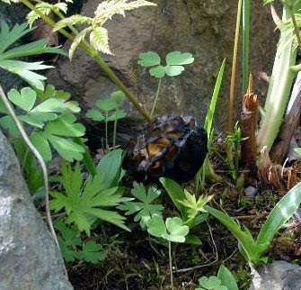 Rock Garden Blooms Increasing