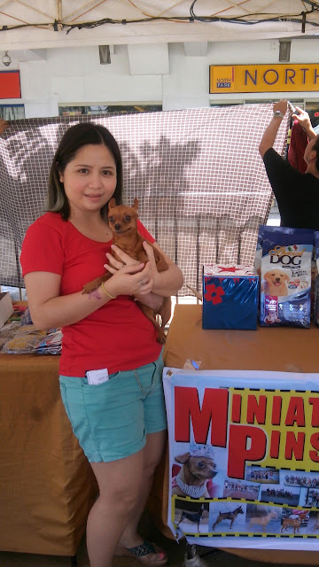 pet blogger philippines, mini pinscher,