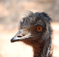 Emu